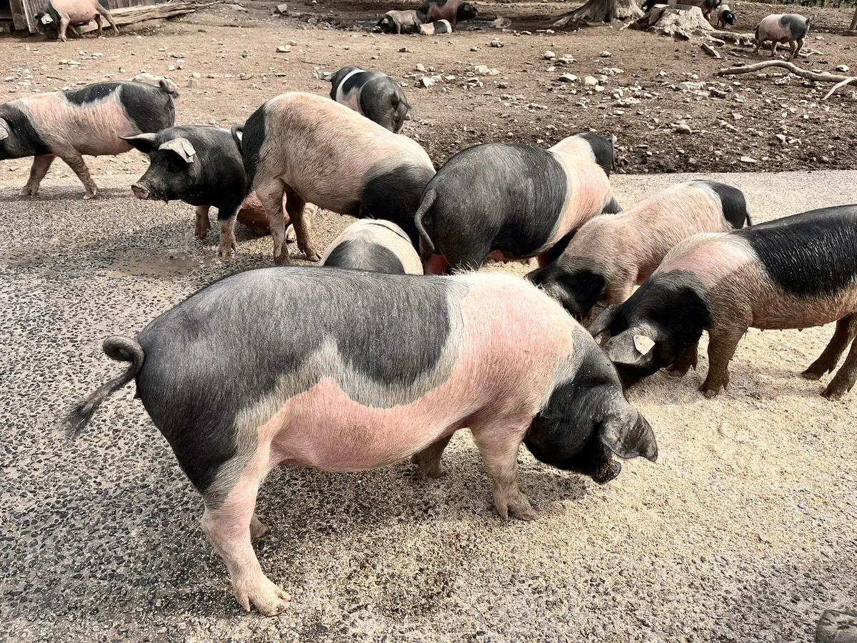 Un cochon bien de chez nous !