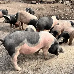 Un cochon bien de chez nous !