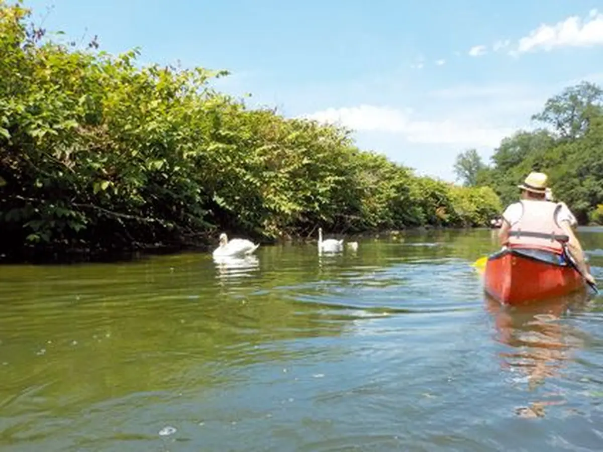 Un coucou aux cygnes