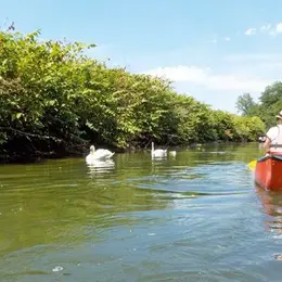 Sortie en canoë sur l'Ill aux alentours de Sélestat