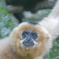 Un des nombreux singes hébergés par le Zoo de Mulhouse &copy; Jean-François Moreau