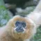 Un des nombreux singes hébergés par le Zoo de Mulhouse &copy; Jean-François Moreau