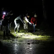 Un dragon dans nos jardins