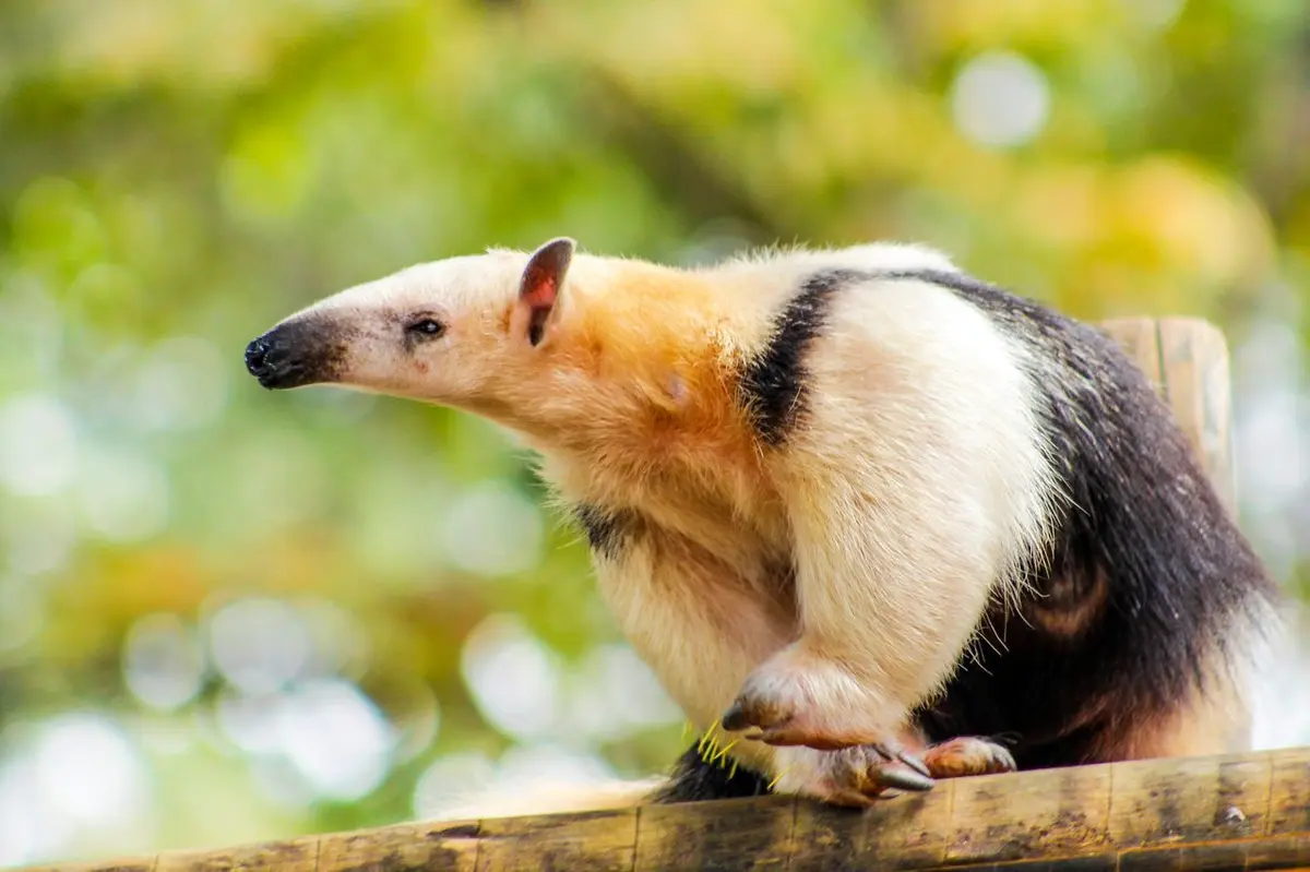 Un drôle de fourmilier rarissime débarque au Zoo de Mulhouse : pourquoi son arrivée est un petit événement