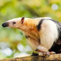 Un drôle de fourmilier rarissime débarque au Zoo de Mulhouse : pourquoi son arrivée est un petit événement DR