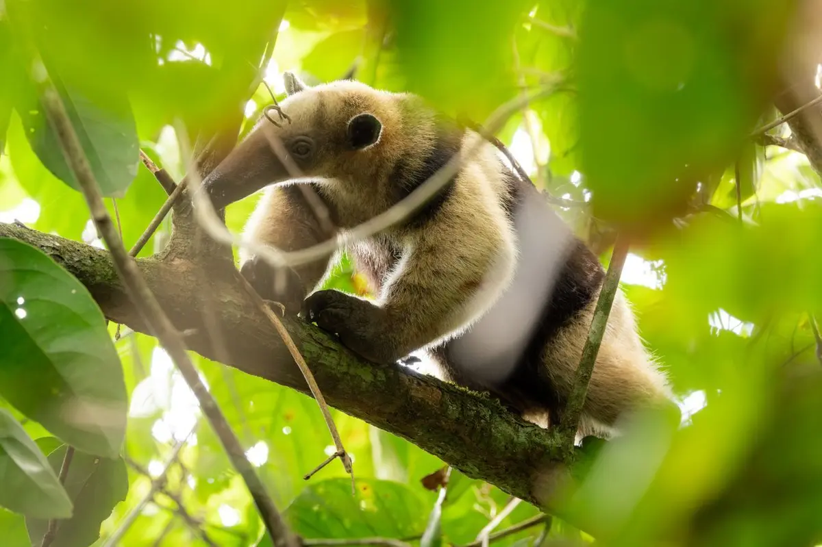 Un drôle de fourmilier rarissime débarque au Zoo de Mulhouse : pourquoi son arrivée est un petit événement