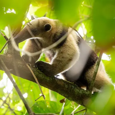 Un drôle de fourmilier rarissime débarque au Zoo de Mulhouse : pourquoi son arrivée est un petit événement