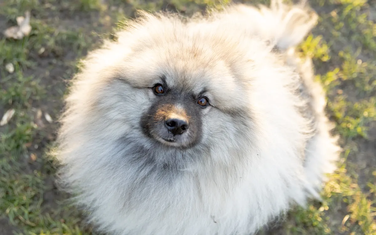 Chien à Paris