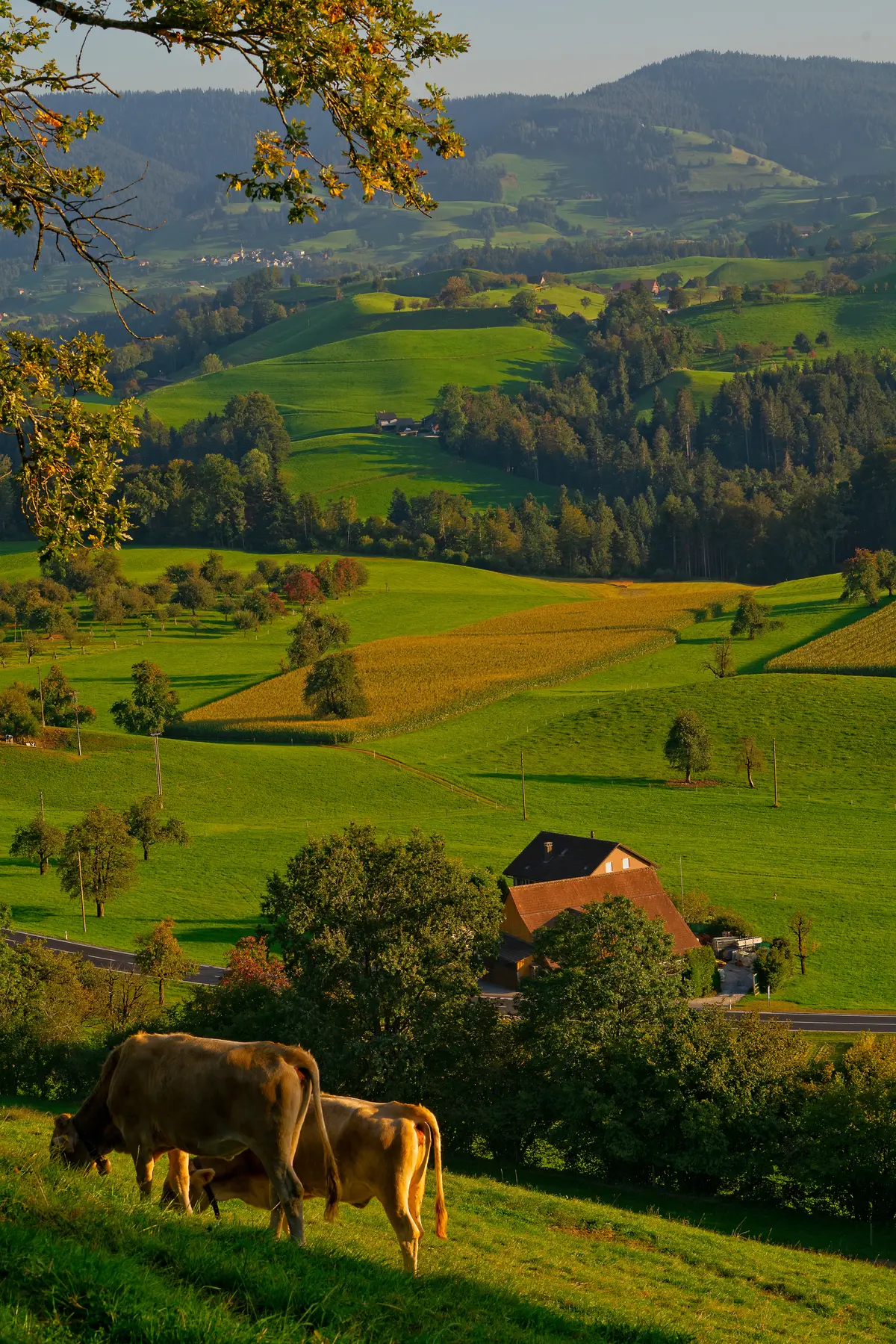 Un été à La Ferme : Le Mazelet