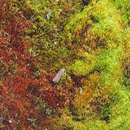 Un Ete Avec Le Parc : Balade Microscopique Autour Des Mousses De Villefort