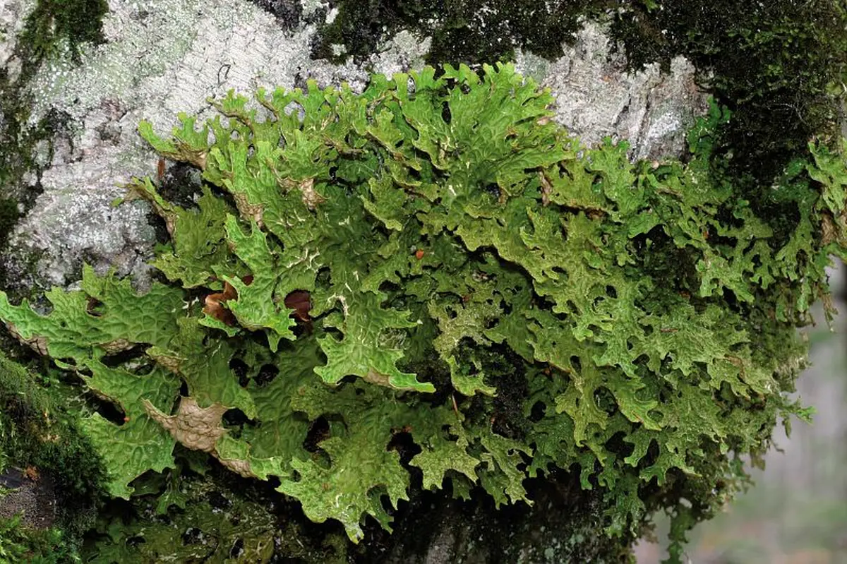 Un Ete Avec Le Parc : Le Monde Meconnu Des Lichens