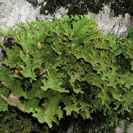Un Ete Avec Le Parc : Le Monde Meconnu Des Lichens