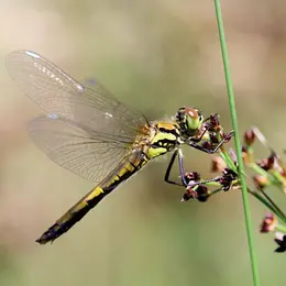 Un Ete Avec Le Parc : Mission Libellules
