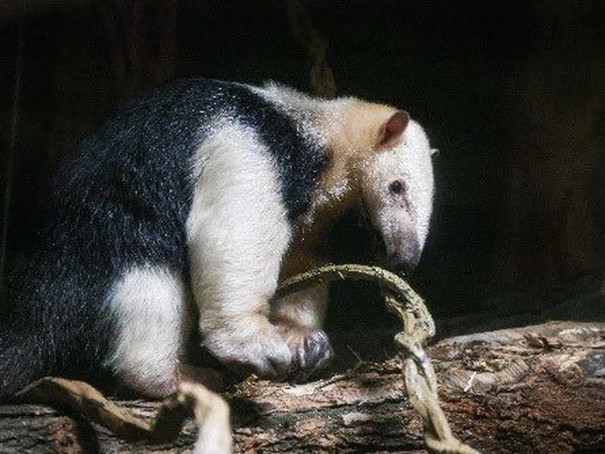 Un fourmilier à collier débarque au Zoo de Mulhouse en juin 2026 et le Grand Est découvre enfin cette espèce fascinante venue d'Amérique du Sud