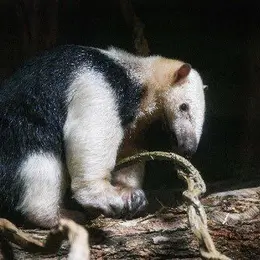 Un fourmilier à collier débarque au Zoo de Mulhouse en juin 2026 et le Grand Est découvre enfin cette espèce fascinante venue d'Amérique du Sud