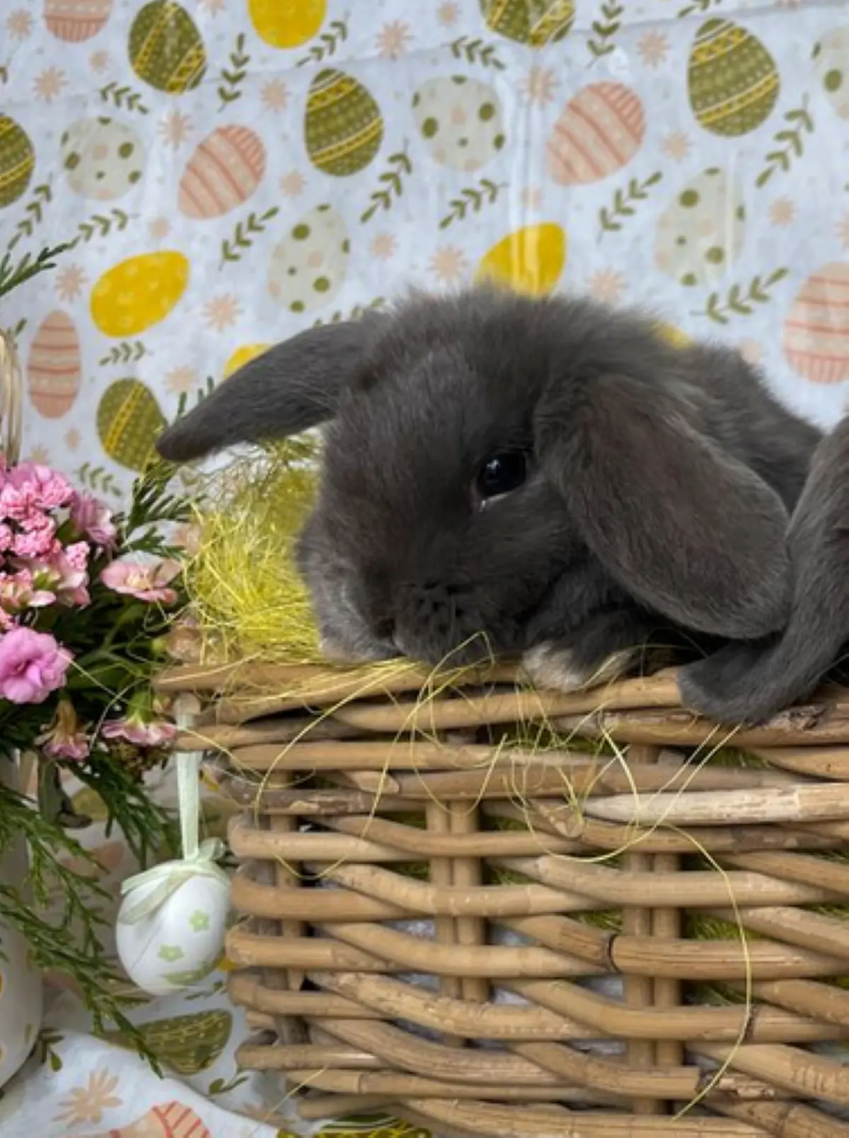 Un lapin dans le jardin