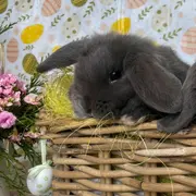 Un lapin dans le jardin