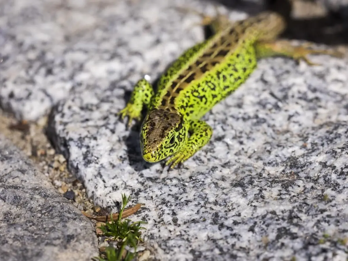 Un lézard vivant dans le Kaiserstuhl