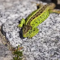 Un lézard vivant dans le Kaiserstuhl &copy; Patrick Kunkel