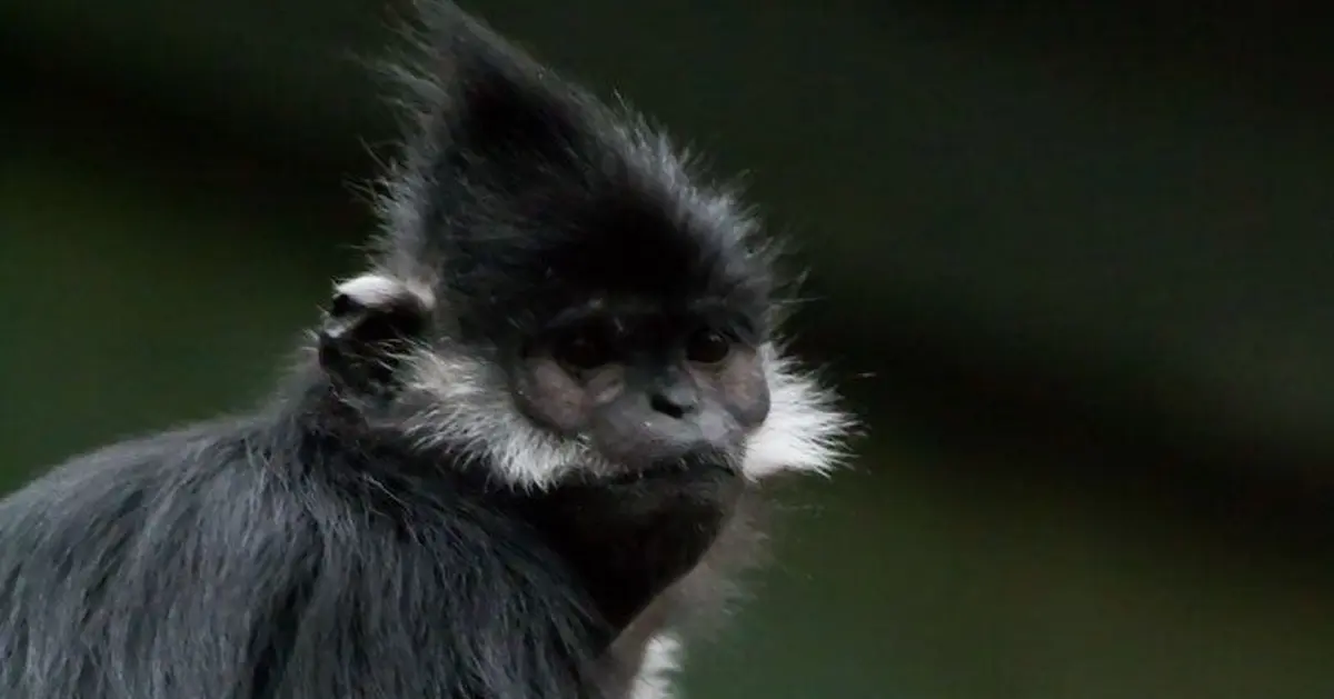 Un nouvel enclos pour les Langurs de François à la Citadelle de Besançon