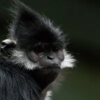 Un nouvel enclos pour les Langurs de François à la Citadelle de Besançon &copy; Becker1999 from Grove City, OH