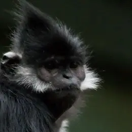 Un nouvel enclos pour les Langurs de François à la Citadelle de Besançon