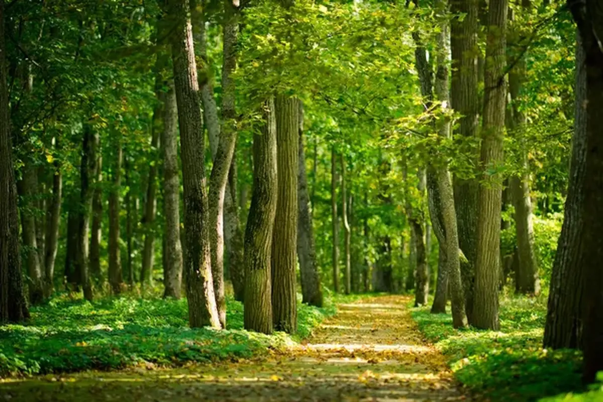Un p'tit tour au bois