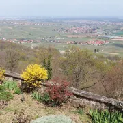 Escapade sur les hauteurs de Gueberschwihr