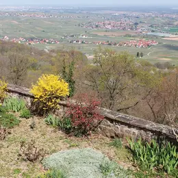 Escapade sur les hauteurs de Gueberschwihr