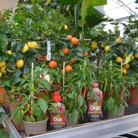 Les citronniers vous attendent DR