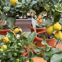 Un joli citronnier pour chez soi DR