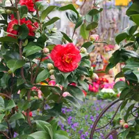 Des camélias toutes printanières DR