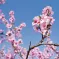 Un printemps en Alsace Un printemps en Alsace VS Y’a pu d’saisons&nbsp;! &copy; Jan Beck - Fotolia.com