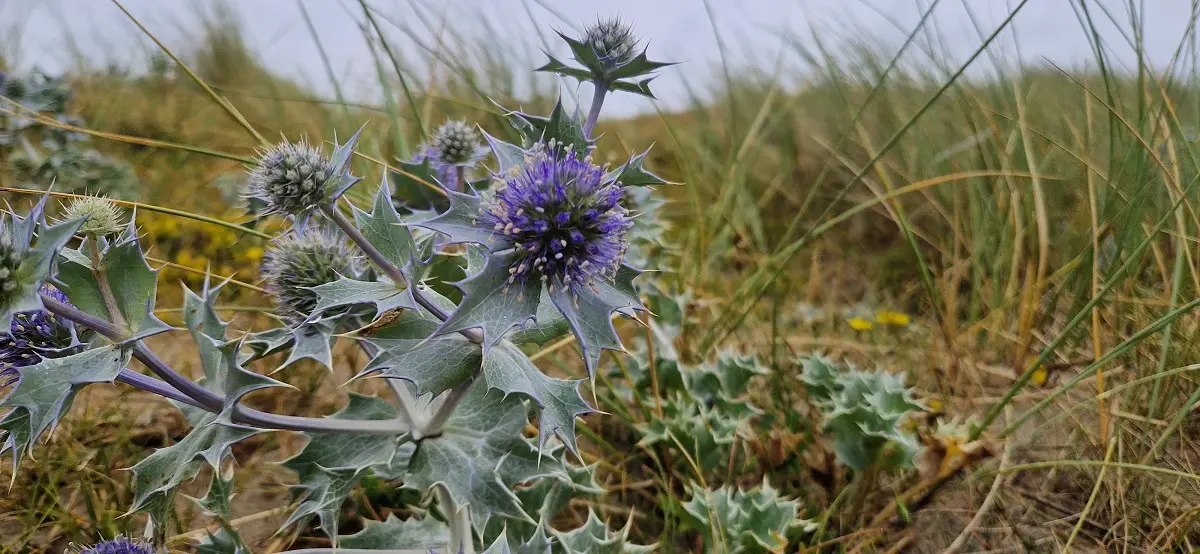 Un soir d'été dans les dunes