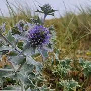 Un soir d'été dans les dunes