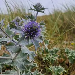 Un soir d'été dans les dunes