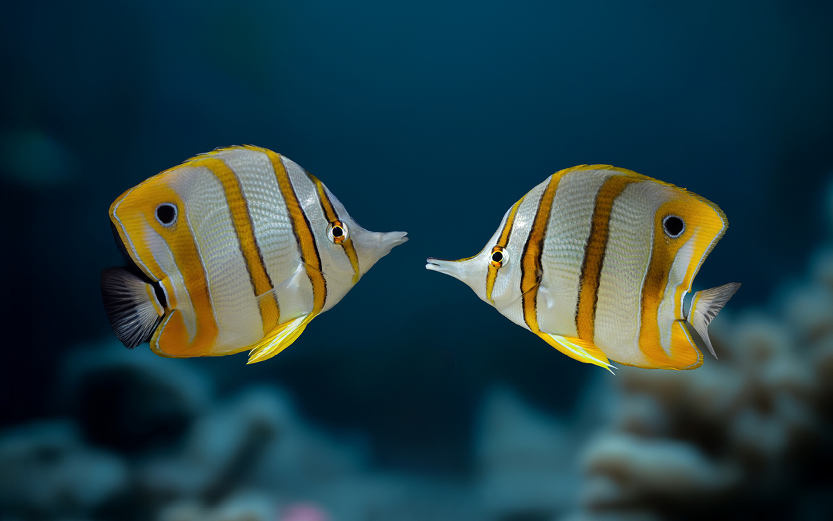 Une (autre) Saint-Valentin 2026