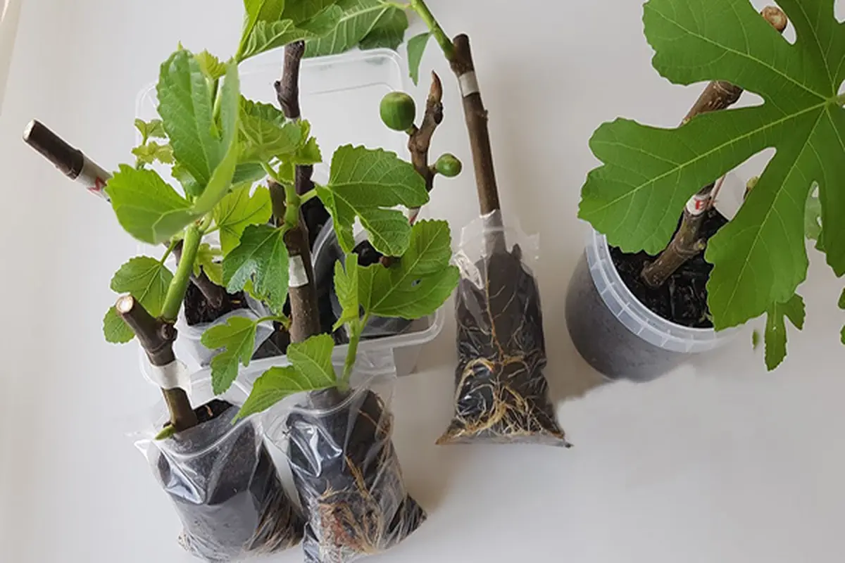 Une bouturothèque à ma médiathèque d'Entressen