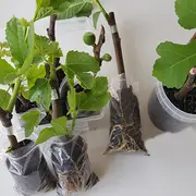 Une bouturothèque à ma médiathèque d'Entressen