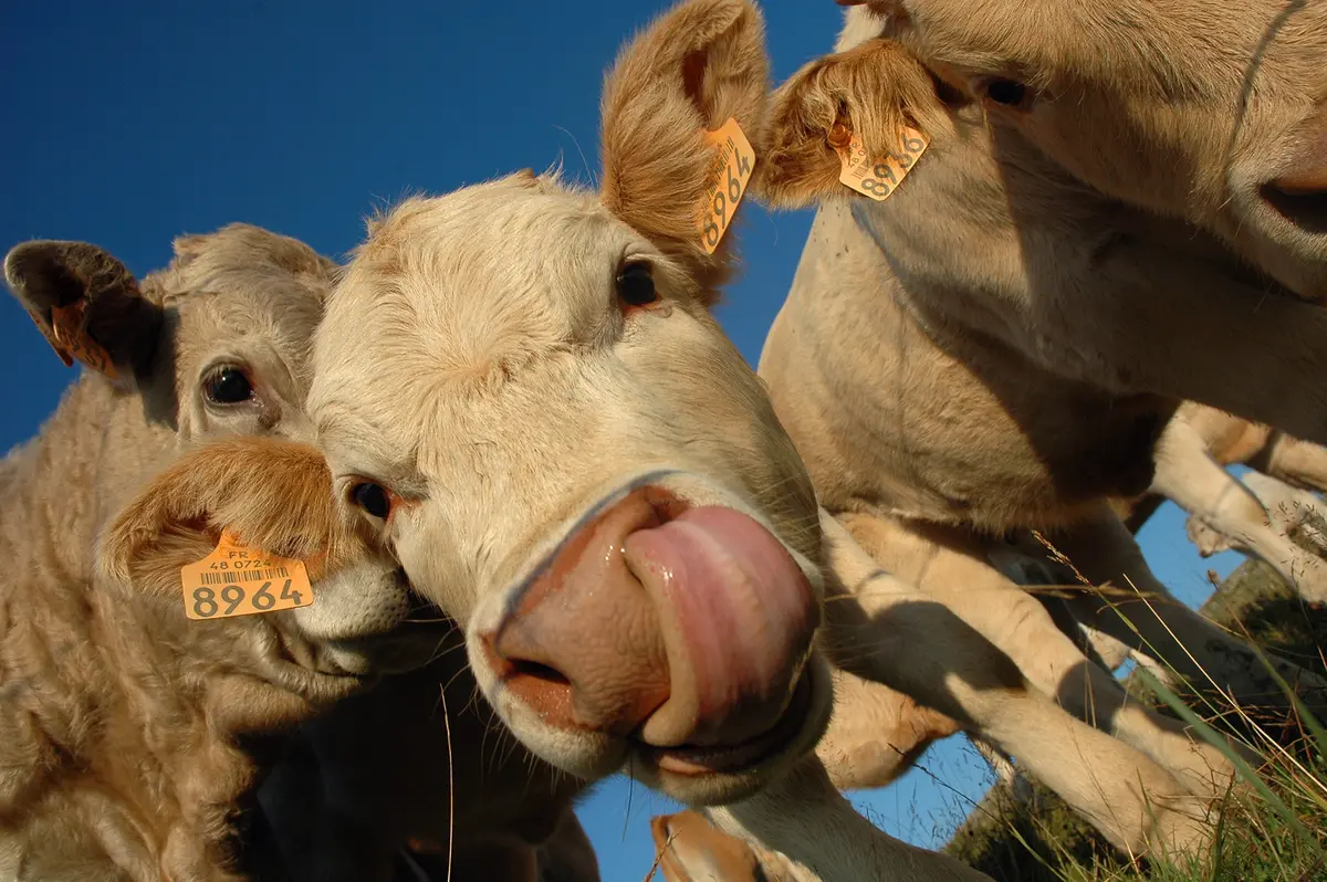 Une Ferme, C'Est Une Vie