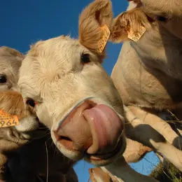 Une Ferme, C'Est Une Vie