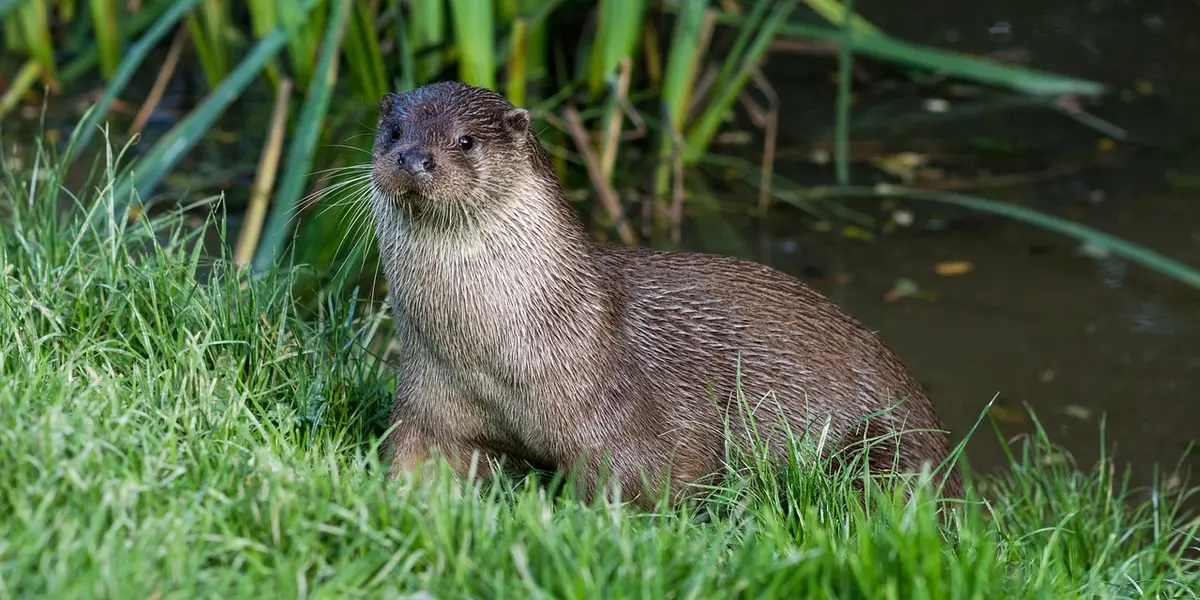 Une habitante insoupçonnée de l'Adour : la loutre