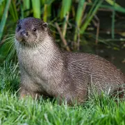Une habitante insoupçonnée de l'Adour : la loutre