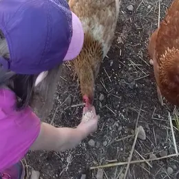 Une journée à la ferme