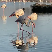 Une journée à votre guise - Journée Camargue