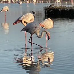 Une journée à votre guise - Journée Camargue
