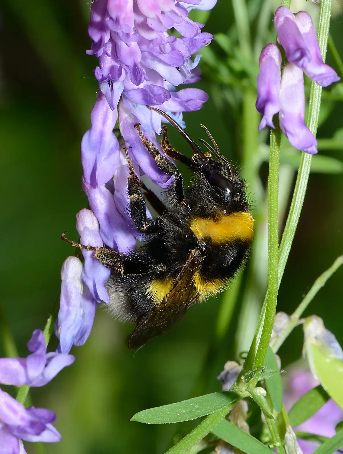 Une journée au jardin