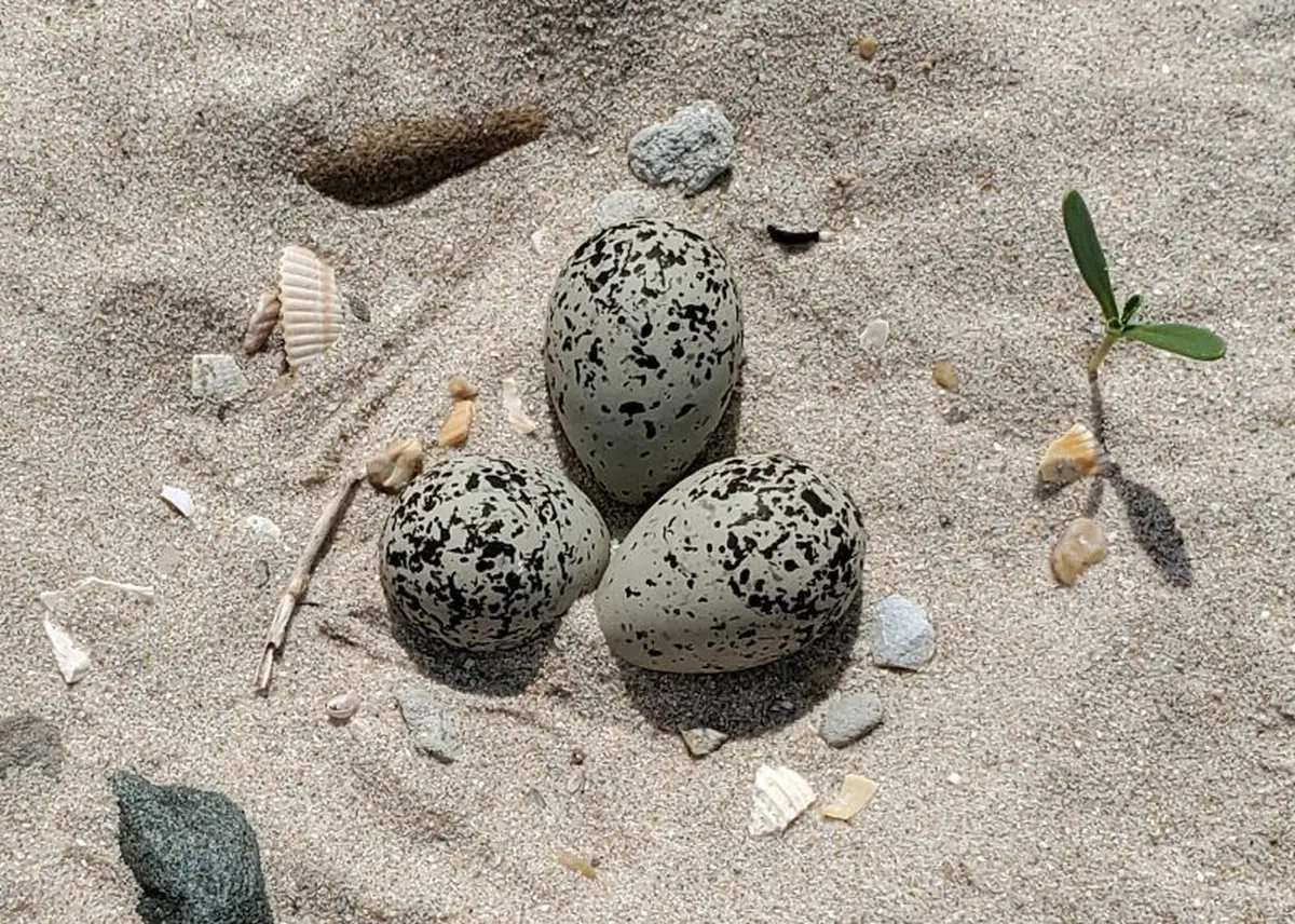 Une journée avec les Gravelots