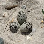 Une journée avec les Gravelots