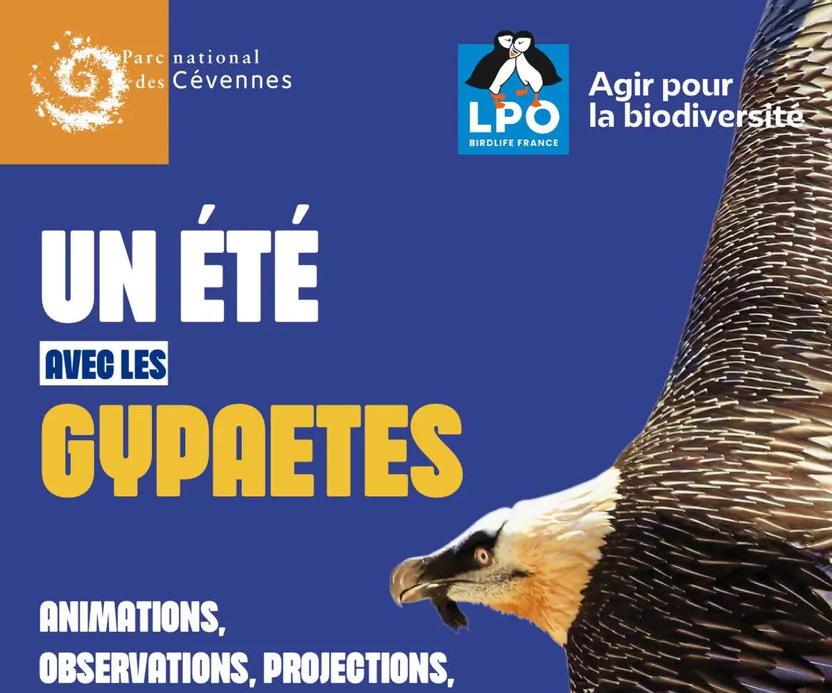 Une Journée Avec Les Gypaètes Vautours Et Cie